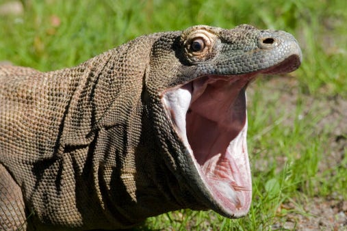 Komodo lizard sale pet