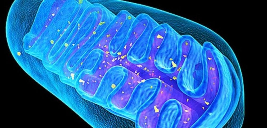 Thumbnail of The Mitochondria in Startups