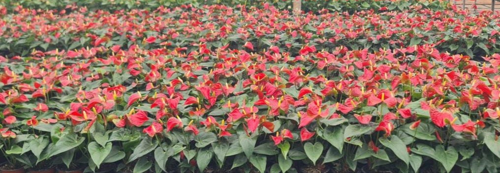 Best Time to Plant Bougainvillea: Thrive & Flourish Tips