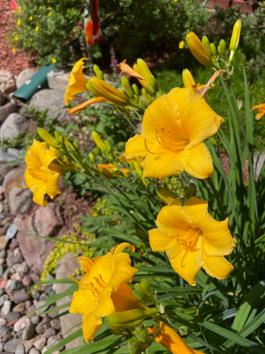 Summer Flowers are eye-catching in color. © Carol Labuzzetta, 2020–2025.