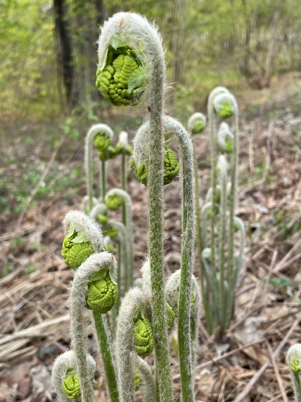 Ferns and Fiddleheads in the forest. © Carol Labuzzetta, 2023.