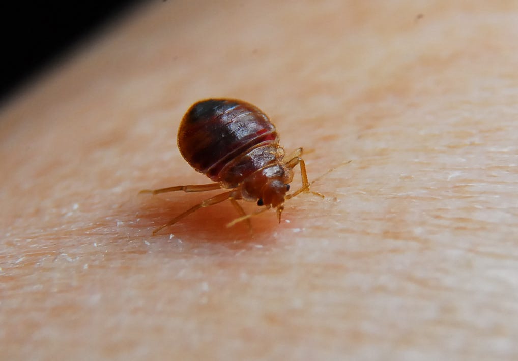 Do bed bug bites itch Symptoms of bed bug bite by sandra jewis Medium