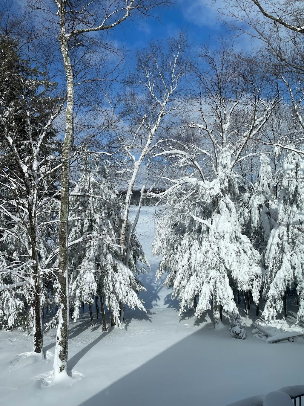 Snow. © Carol Labuzzetta, 2024.