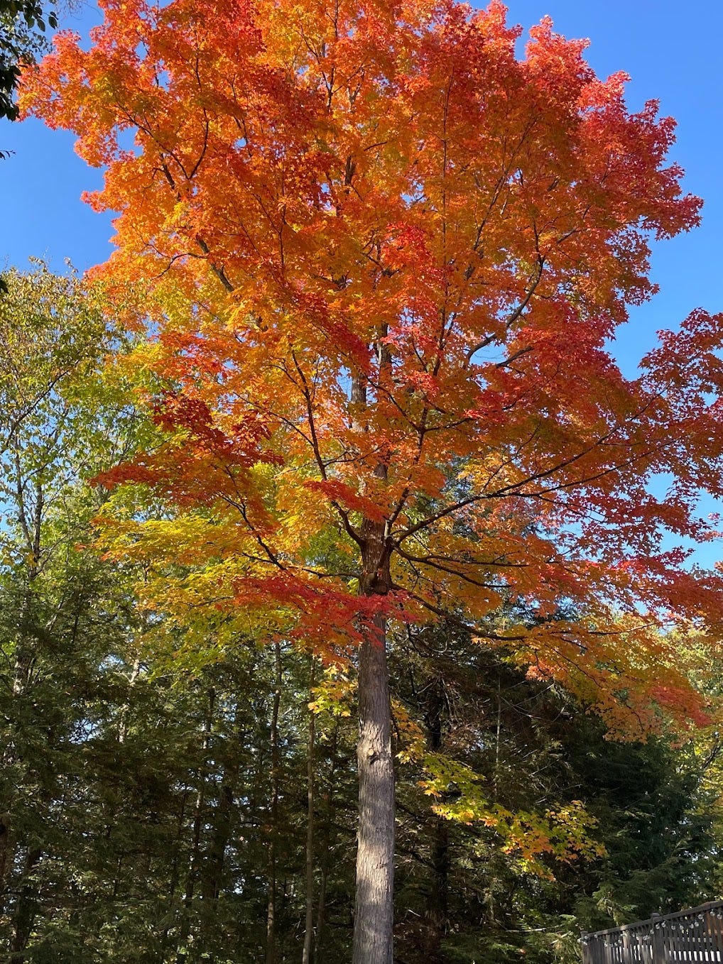 Larch and Maple Trees are vibrant in the fall. © Carol Labuzzetta, 2020–2023.