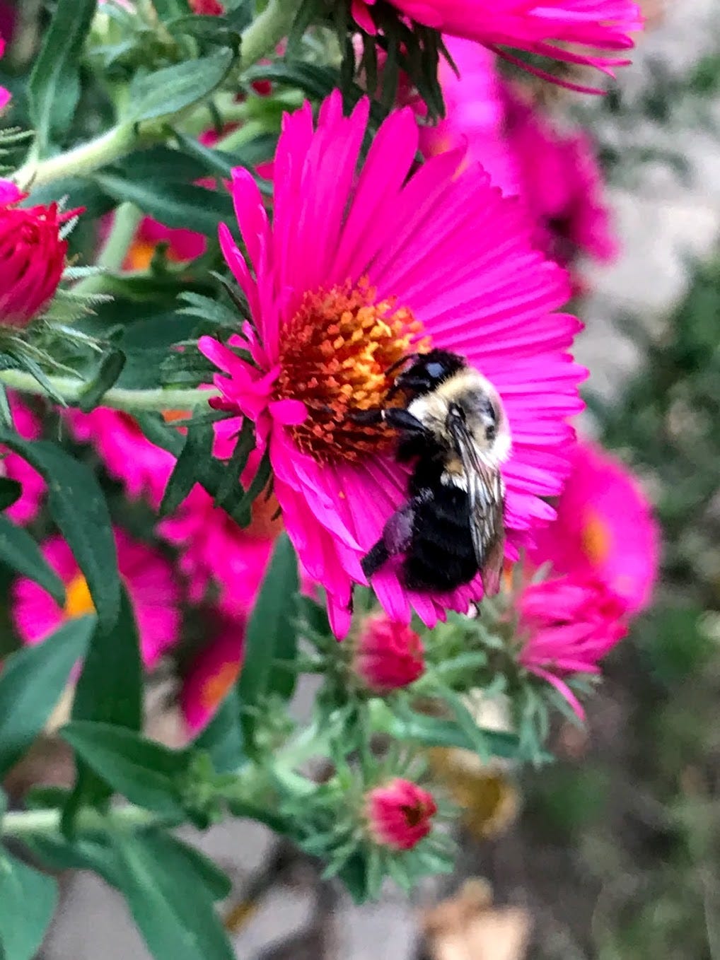 Coneflower, Purple Aster, Rough Blazing Star and Wild Romance Aster. © Carol Labuzzetta, 2019-2025