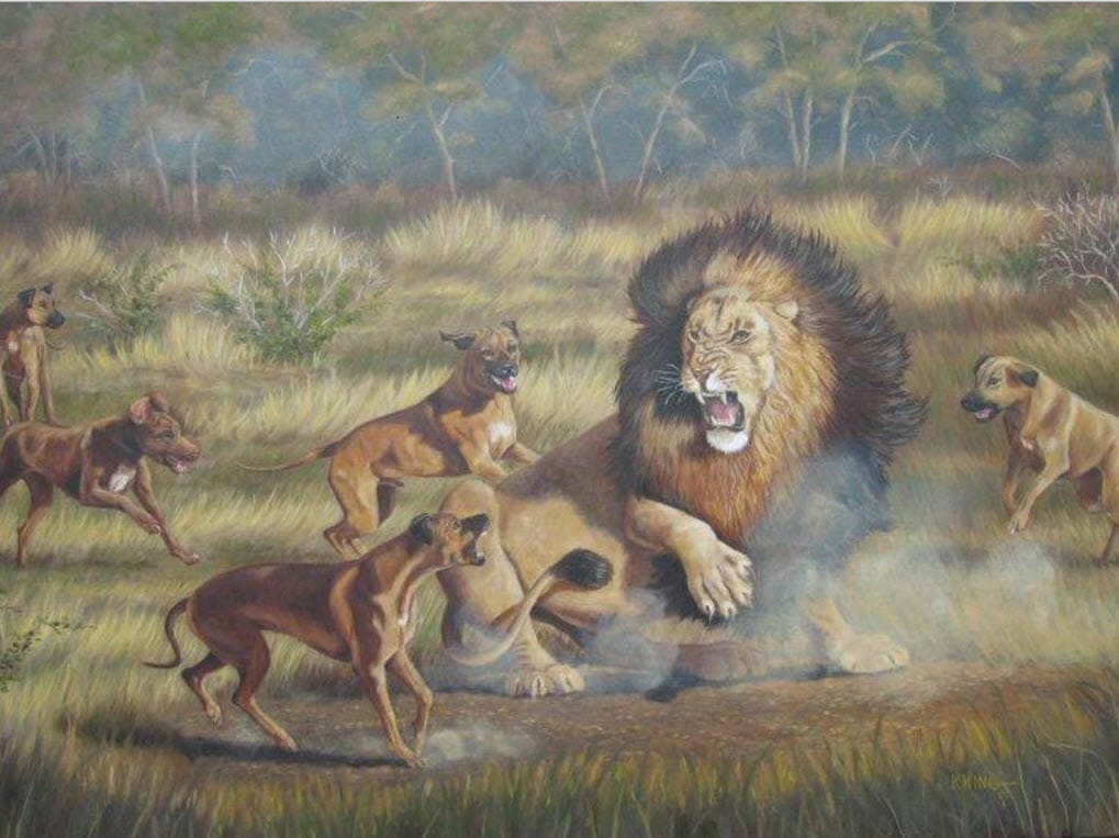 Rhodesian Ridge Dog Bred To Hunt Lions South African Lion