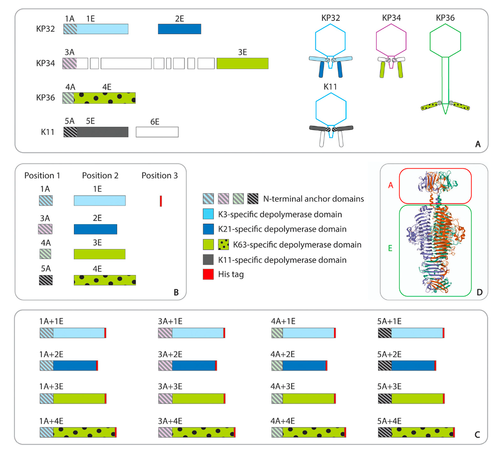 Diagram pulled from “Engineering the Modular Receptor-Binding Proteins of Klebsiella Phages Switches Their Capsule Serotype Specificity” depicting the modular architecture of the Klebsiella phage RBPs and their chimeras used in the experiment. Photo credit