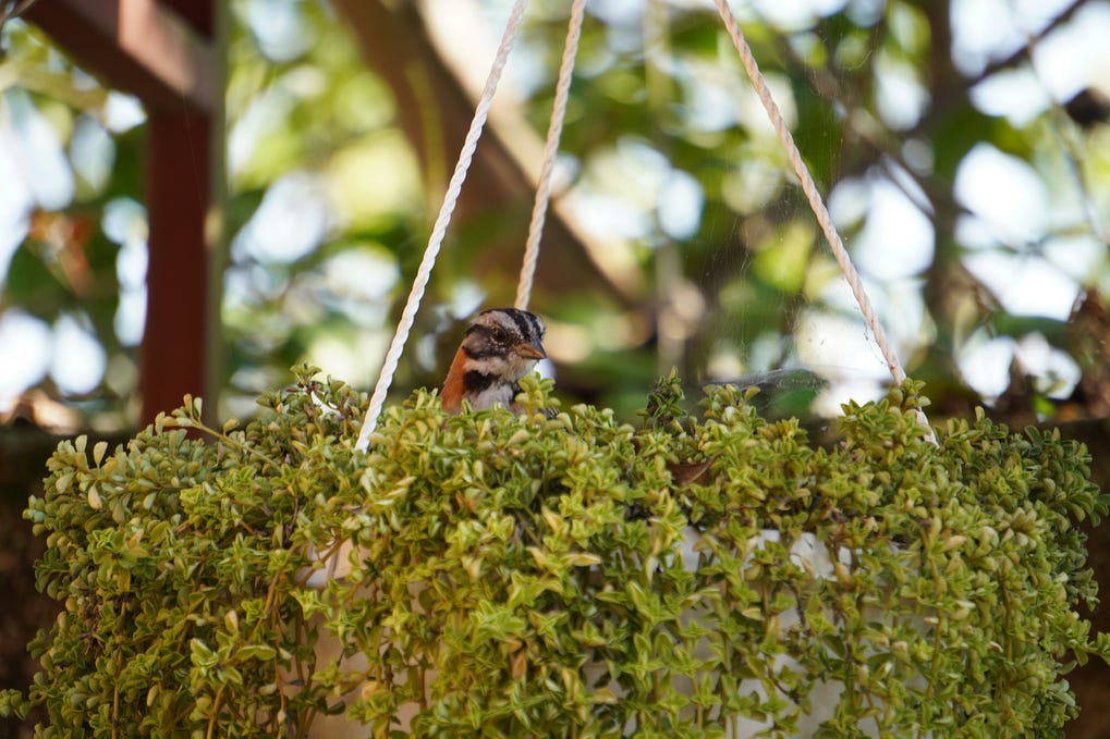 Bird looking out of hanging plant basket