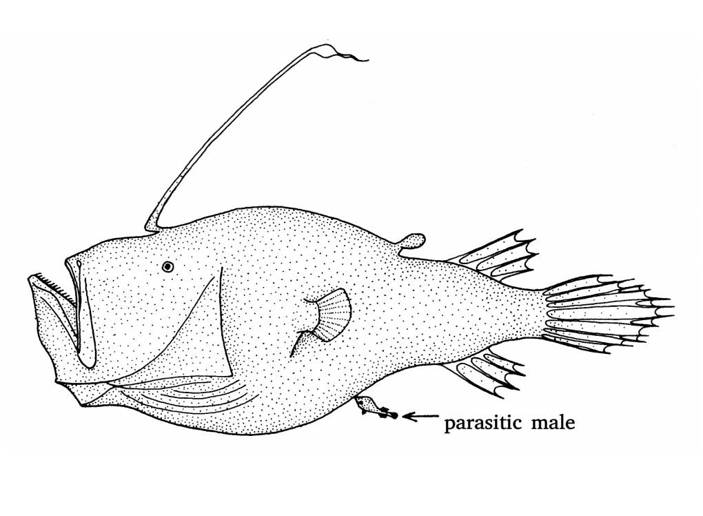 How To Put Faith in Design. Anglerfish are famous for the glowing