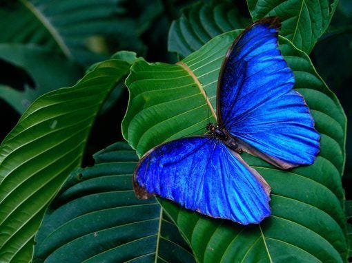 Why Blue Color is So Rare in Nature? | by Fazle Rab | ILLUMINATION-Curated  | Medium