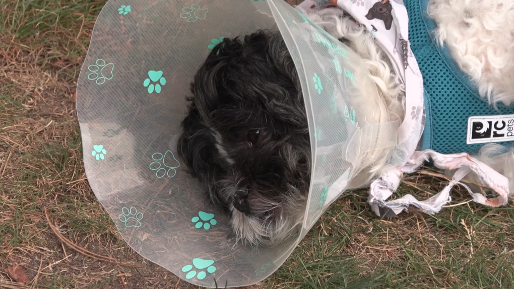 Dog loses eye after being attacked by raccoons in Vancouver breezyinfo by Aug