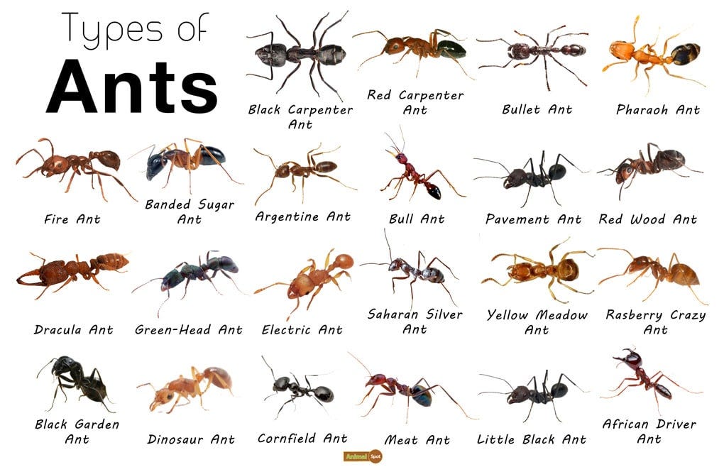 5 interesting facts about ants. 1️⃣ Ants can be found in more than ...