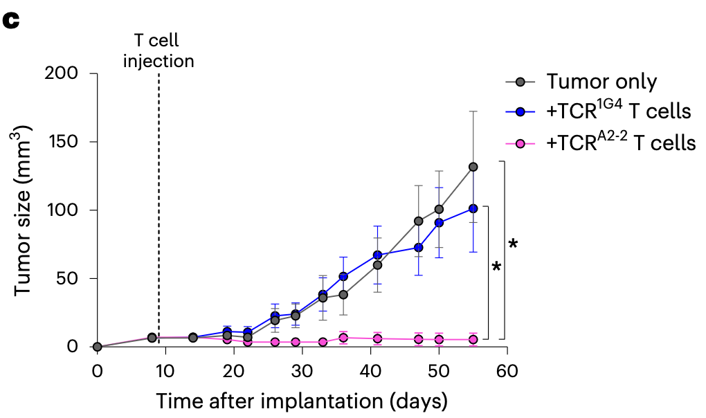 A shared mutation, a borrowed immune system, and the hope of off-the-shelf cancer immunotherapy