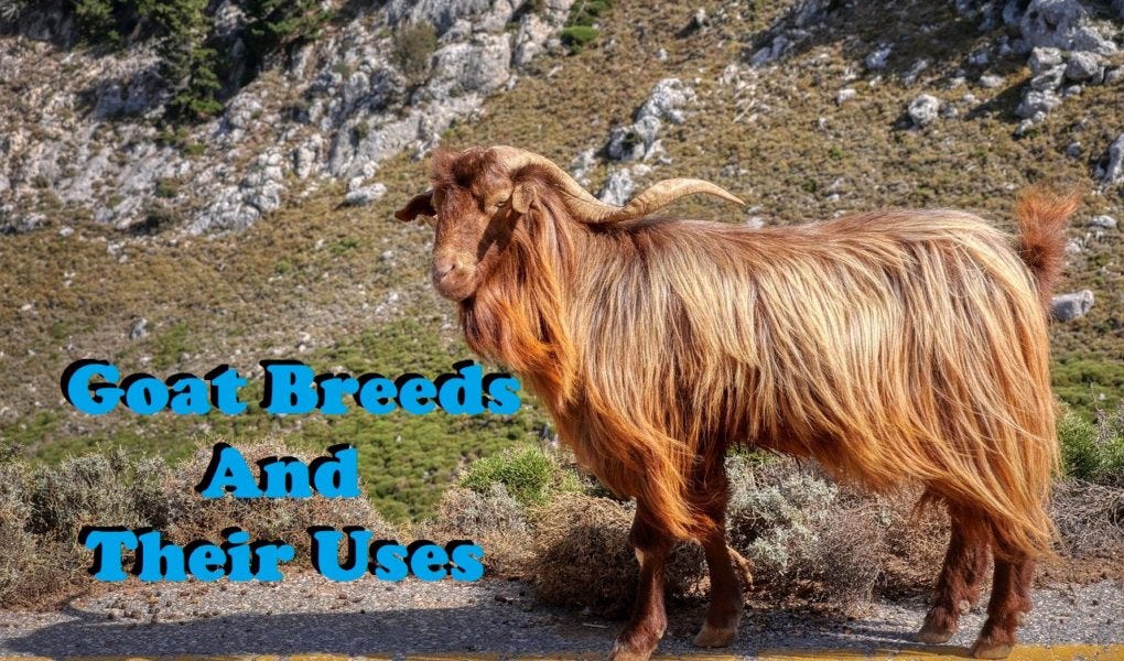 Different Goat Breeds And Their Uses (Dairy, Meat, Fiber) by Alisha