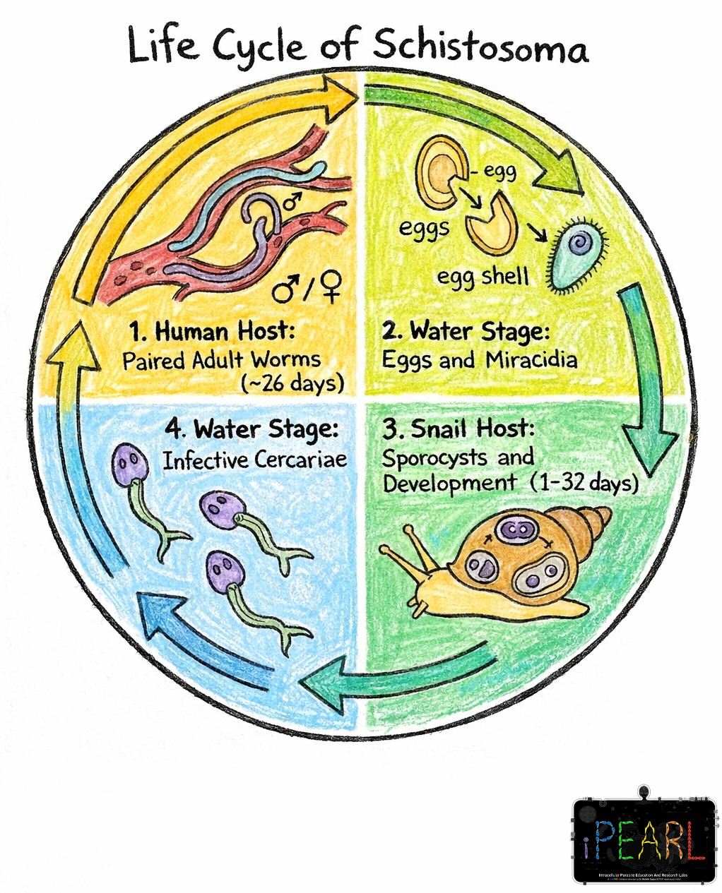 Meet Schistosoma: The Blood Parasite That Manipulates You Into Killing Yourself