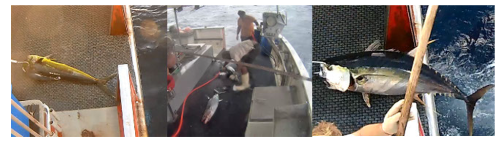 Mastering Image Segmentation with Python: A Step-by-Step Guide to Build ...