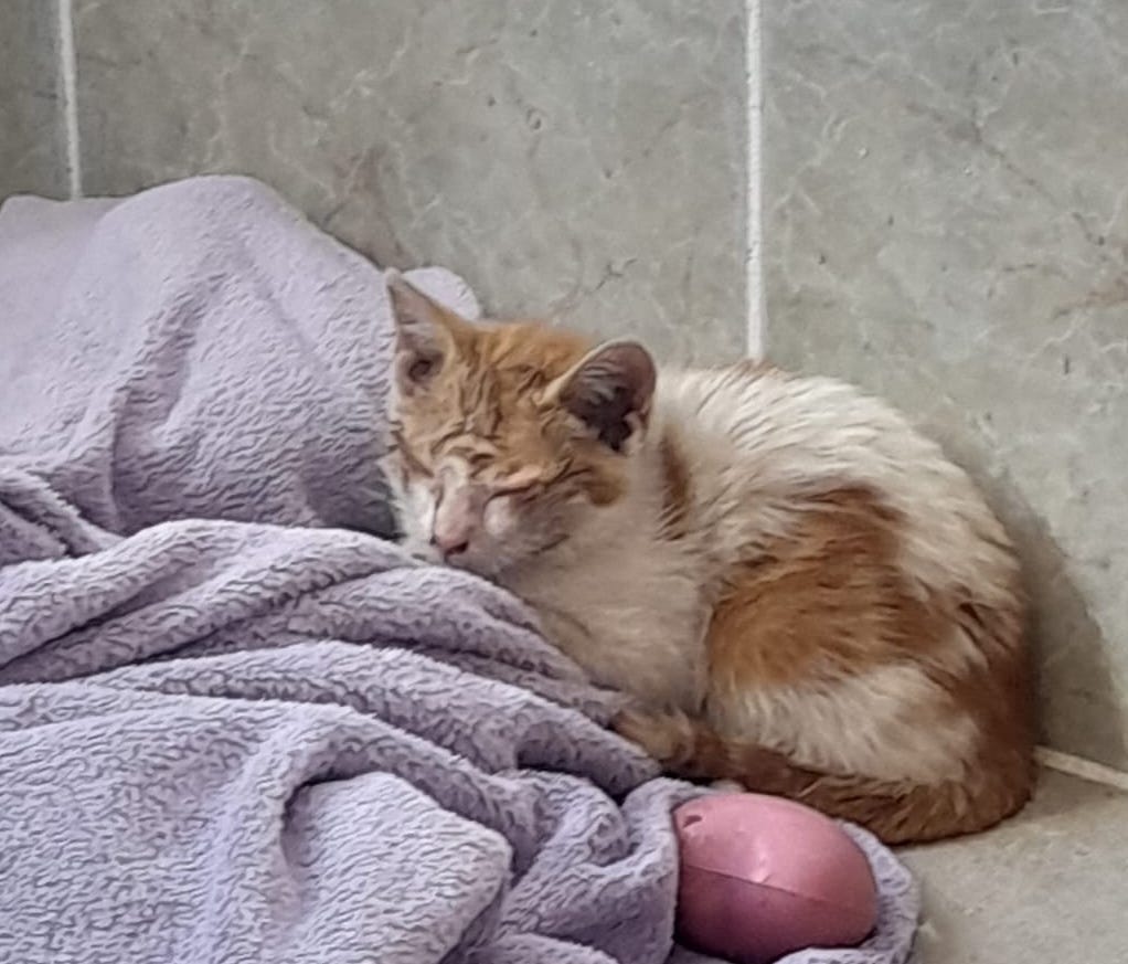 How hard can it be to get a kitten out of a car engine? by
