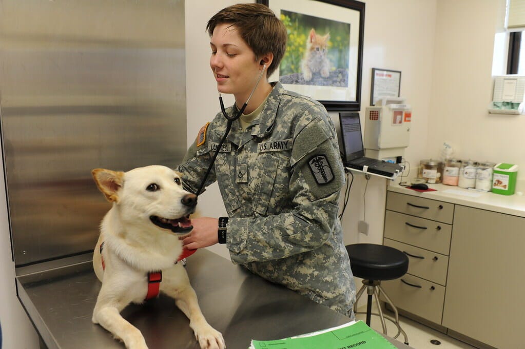 Pet Vet Care: Tips and Advice | by Emergency Vet | Medium