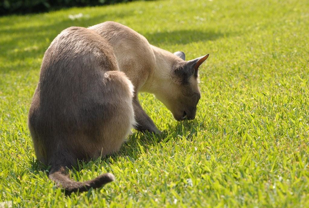 Why Do Cats And Dogs Eat Grass Sickness? by CatDog Paradise Medium