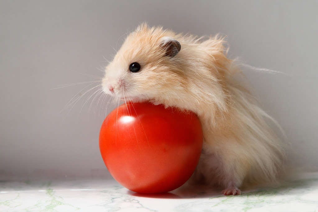 Tomatoes for Hamsters A Dive into Nutrition and Treat Tips by