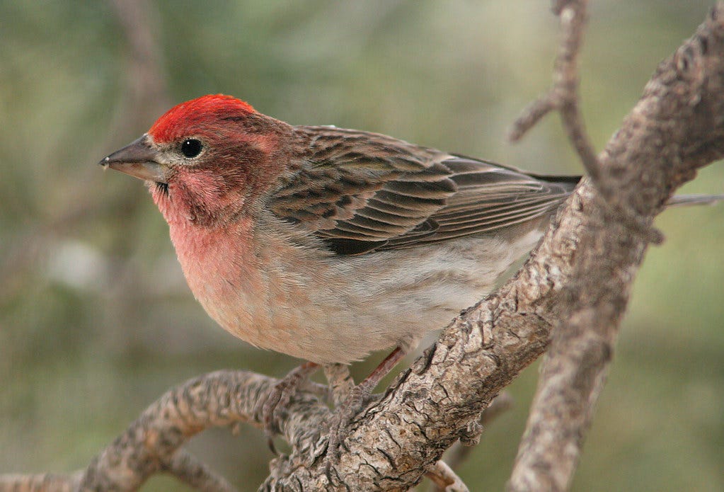 Tips for Feeding Birds in the Spring by NyDywritings May, 2023 Medium