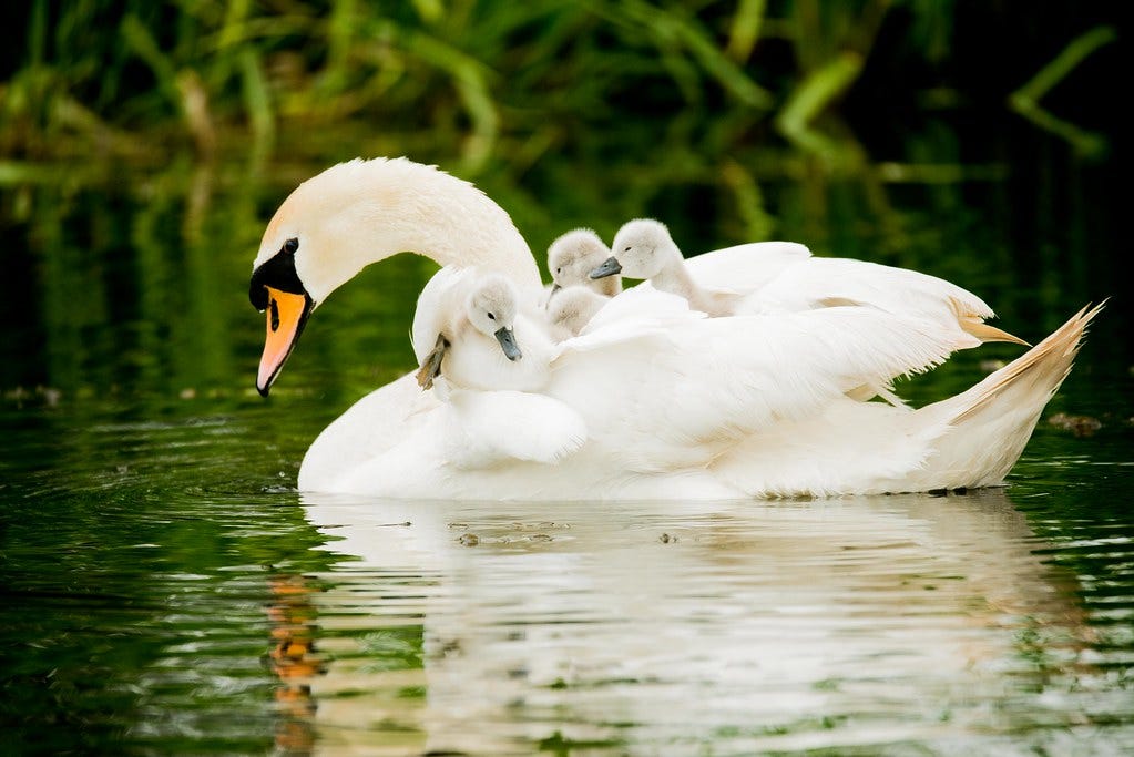 Angular passing callback function to child component by Vikash Singh