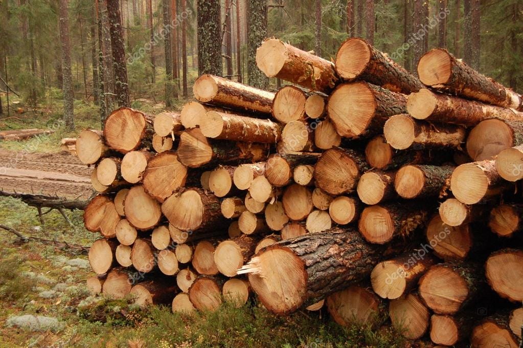 Researchers Can Reveal Illegal Timber Exports