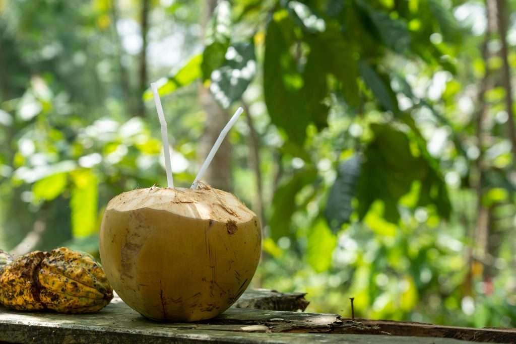 The Health Benefits of Tender Coconut Why You Should Add it to Your