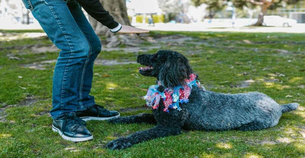 Top 7 Basic Obedience Commands for Dogs That Work Fast