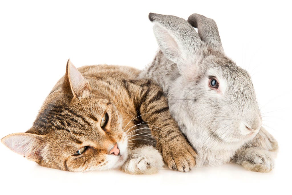 Home Ask Rabbits