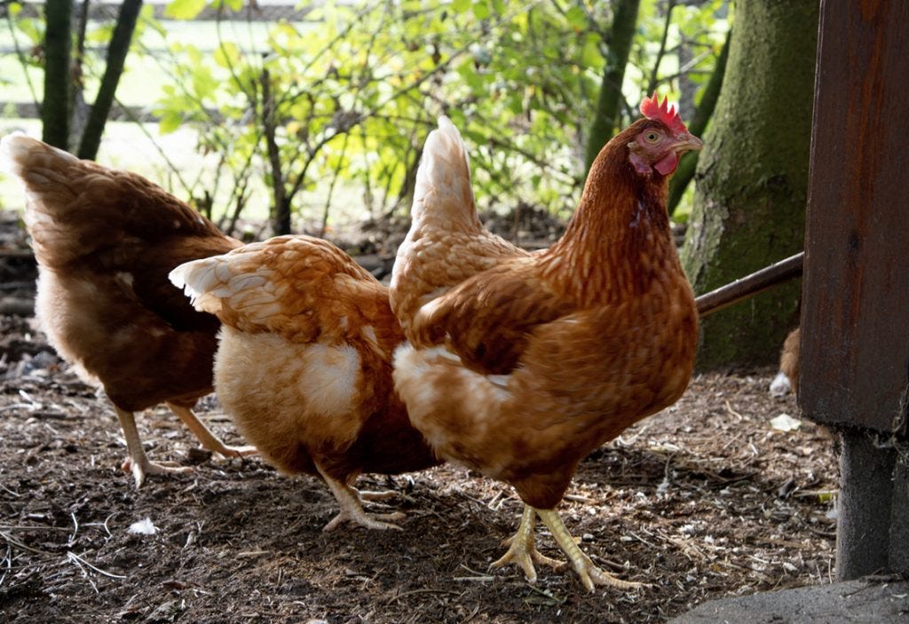 Can Urban Backyards In Illinois Support Chickens? Backyard Chicken