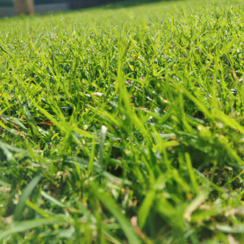 The Benefits of Grass for Lawns by SeedBaba Medium