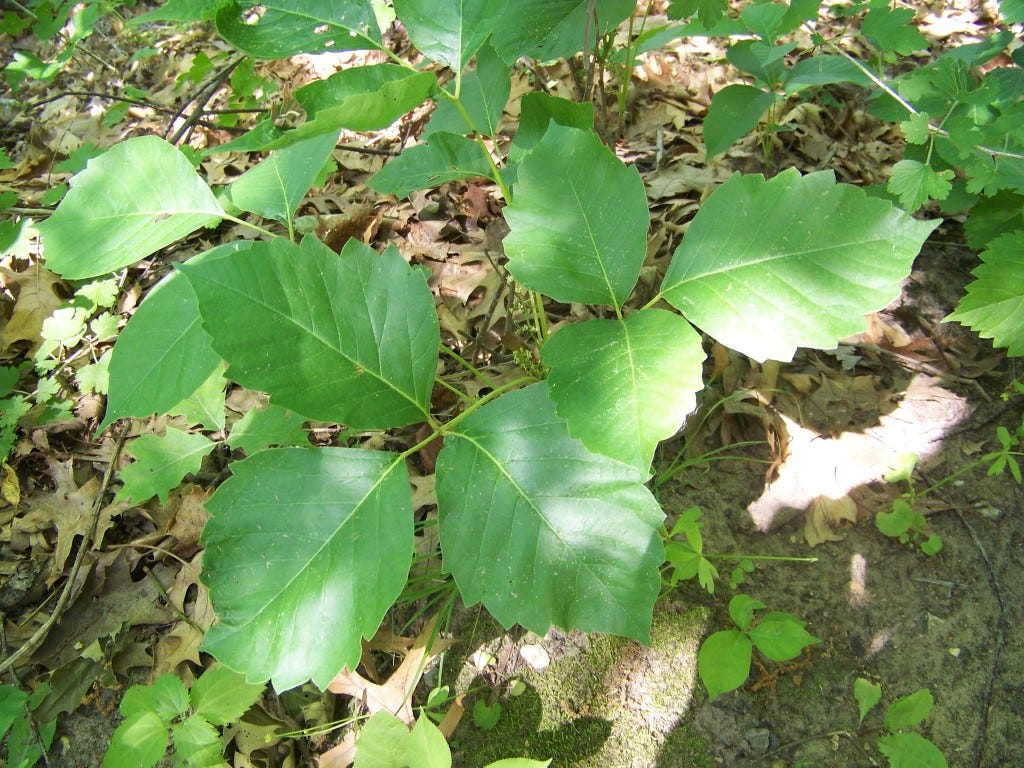 Biology Myth Killers Poison Ivy Can be Spread through Blisters? by