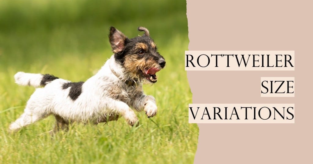 Exploring the Size of Rottweilers — Complete Guide 2023 by Skilful Earning Medium