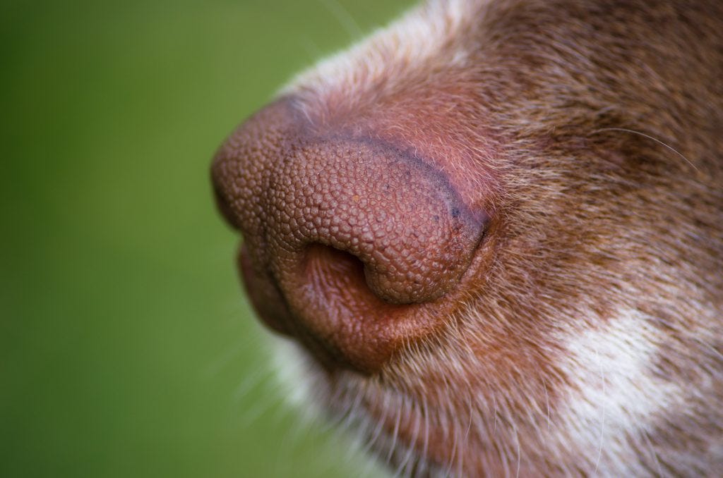 Natural Remedies for Dog Allergies Types And Treatments by Mohsin
