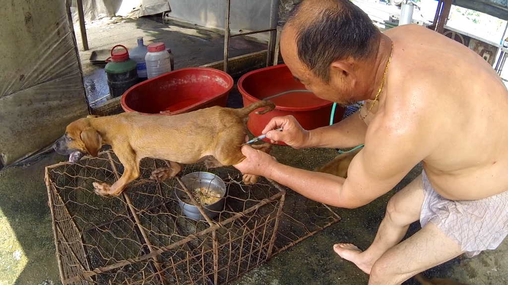 Documentary — The Dog Meat Professionals: South Korea. https://koreandogs.org/dmp/