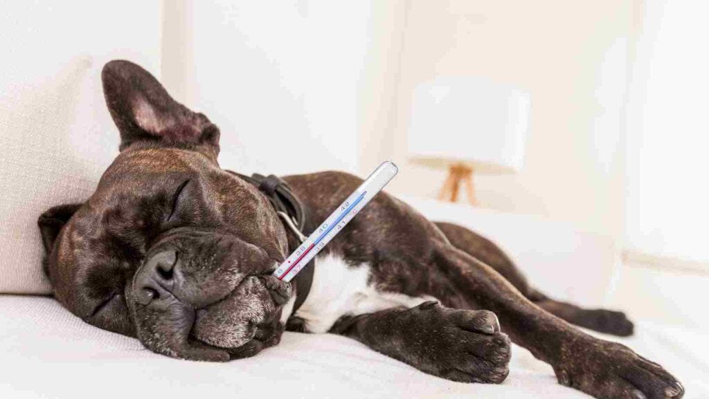 Can Shock Collars Really Cause Brain Damage? An InDepth Analysis by