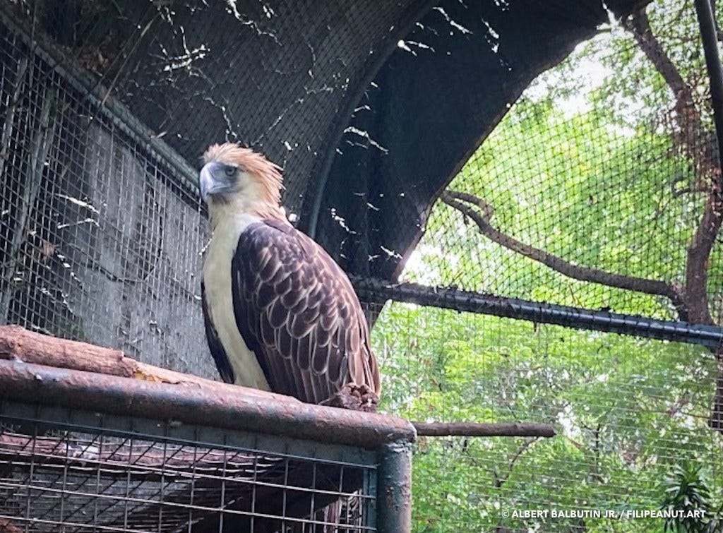 Girlie a 40+ year-old Philippine Eagle at Ninoy Aquino Parks and Wildlife Center, in Quezon City, Philippines. I visited the center for a Philippine Eagle week event I submitted art for.