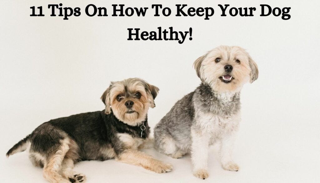 11 Tips On How To Keep Your Dog Healthy! | by Jonathan | Oct, 2024 | Medium