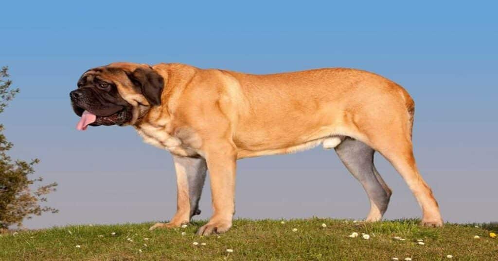 The Largest Dog Breed in the World by prashant kharate Medium