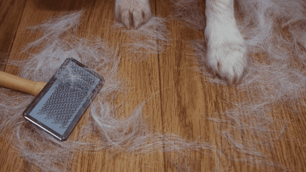 The Ultimate Guide to Reducing Labrador Retriever Shedding Tips and