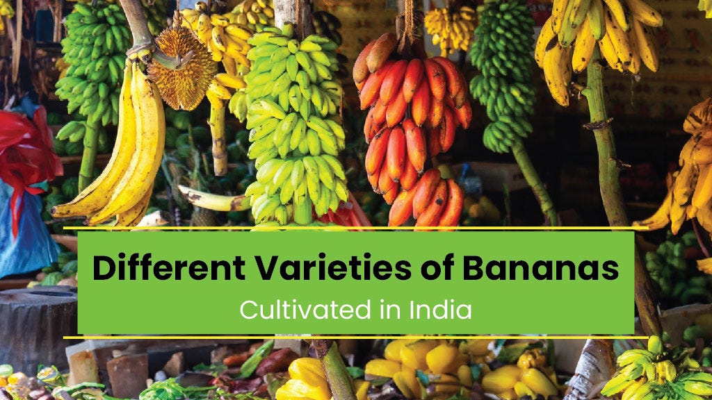 There are different types of bananas cultivated in India by Akash