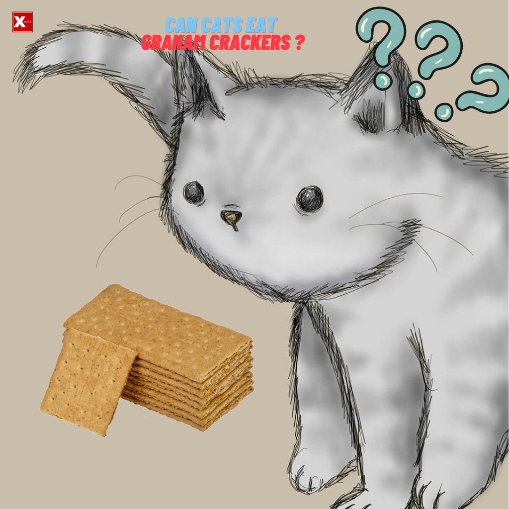 Can Cats Eat Graham Crackers? (VetApproved) by Mazhaoyang Dec