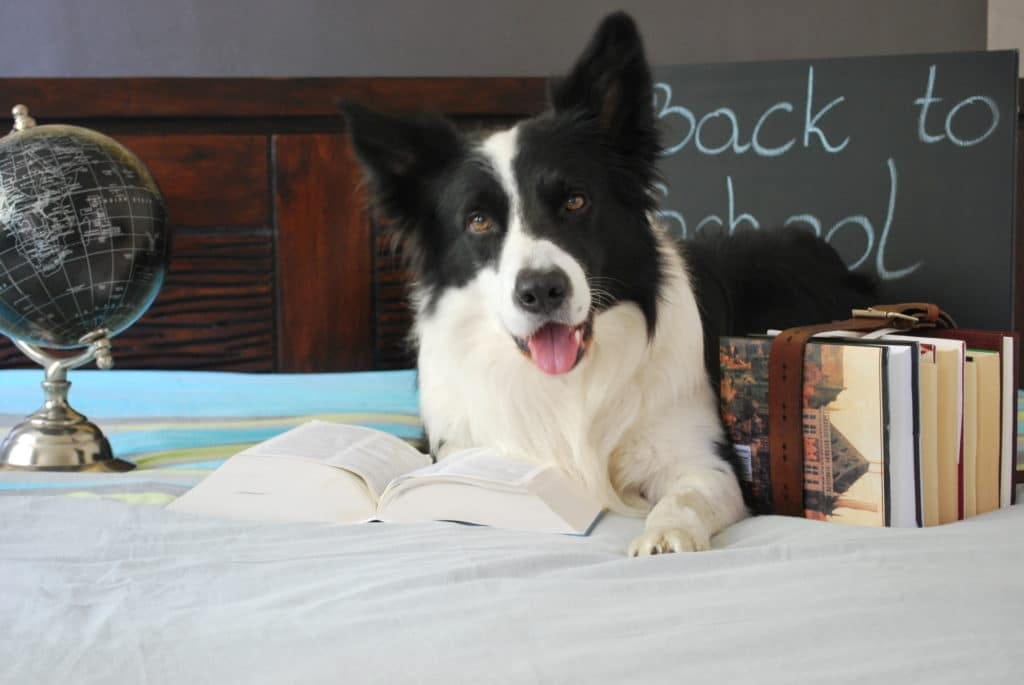 Great Ways To Challenge Your Dog’s Mind by Dog Lovers Medium