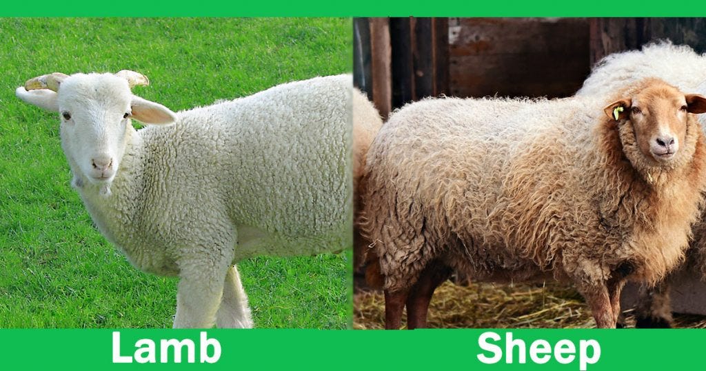Lamb vs Sheep — Differences between lamb and sheep “ Animalped by