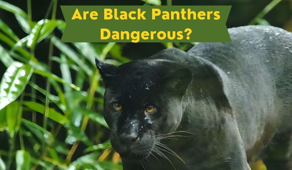 Are There Really Black Panthers? - The National Wildlife, black panther 