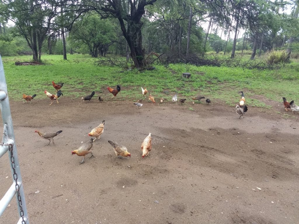 How to Protect Your Backyard Chickens From Raccoons? - Backyard Chicken