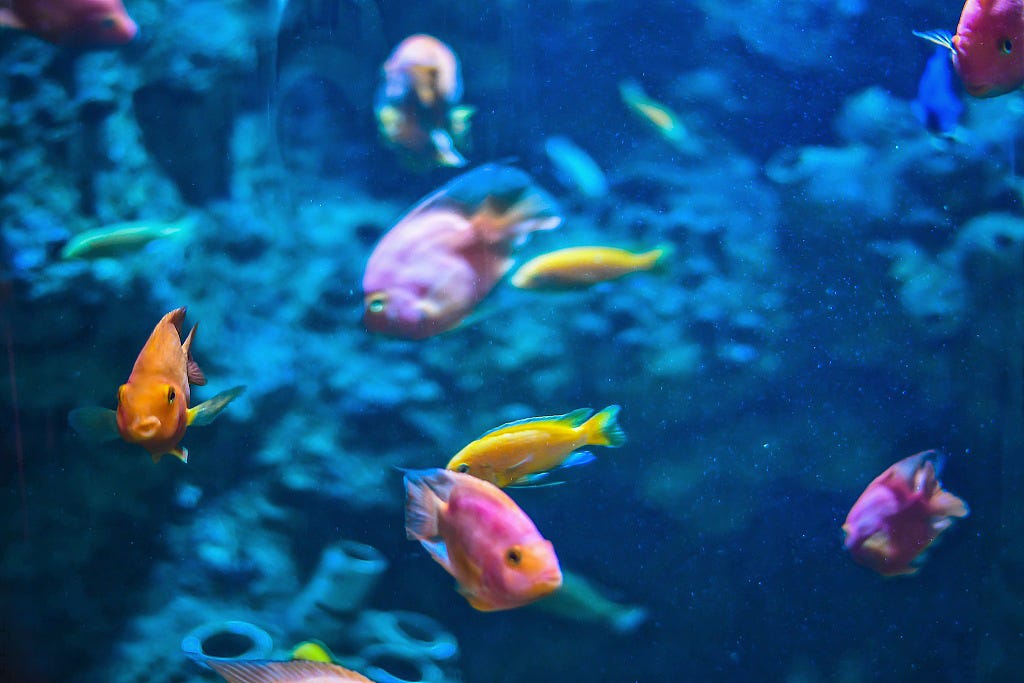 How to Use an Aquarium Air Pump (and Make Them Quieter) – Aquarium