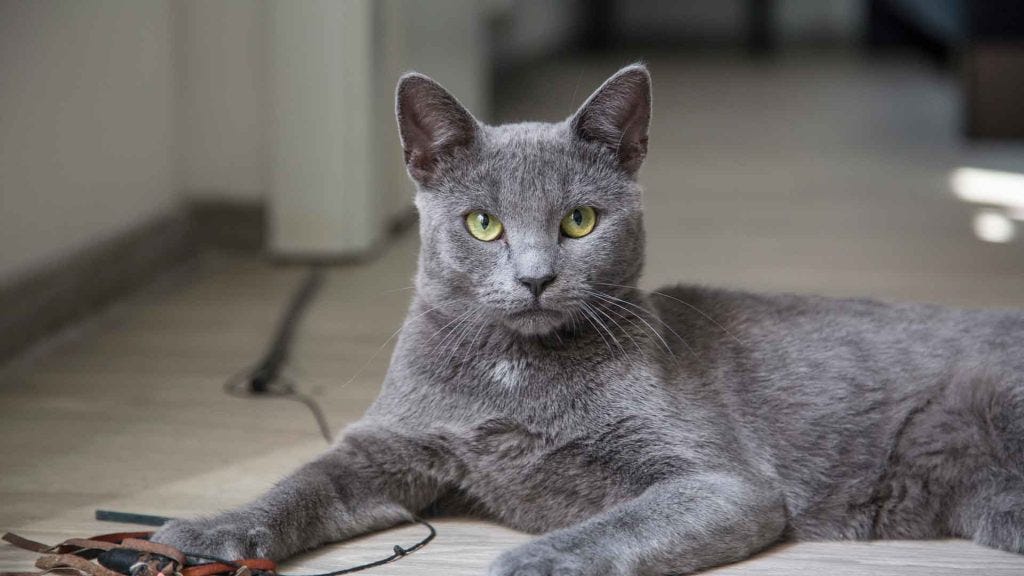 Russian blue munchkin sales cat