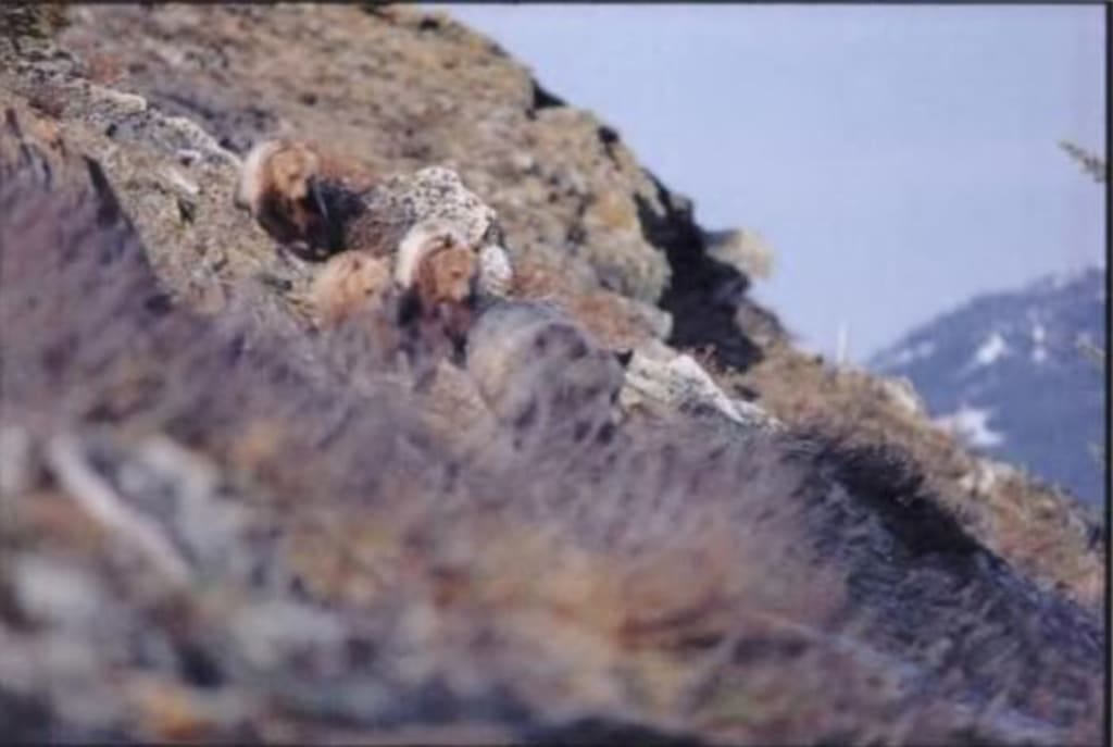 A ‘Good Enough’ Bear Encounter Cost One Man His Life by Criminal